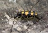 Tesařík čtveropásý (Brouci), Leptura quadrifasciata, Cerambycidae, Lepturini (Coleoptera)